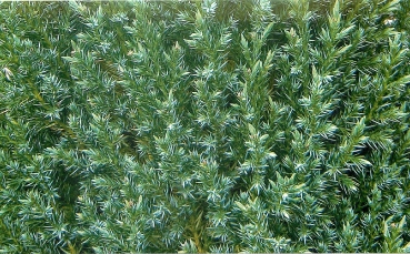 Можжевельник китайский