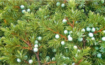 Можжевельник прибрежный