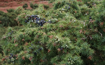 Скальный можжевельник