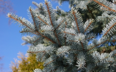 Голубая ель