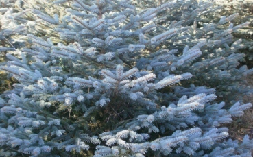 Ель голубая