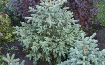 Ель голубая