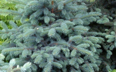 Ель голубая