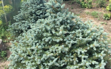 Ель голубая