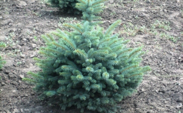 Ель голубая