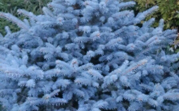 Ель голубая