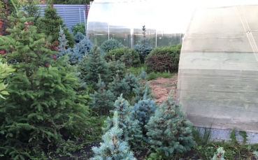 Голубые елочки