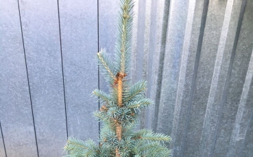 Ель колючая