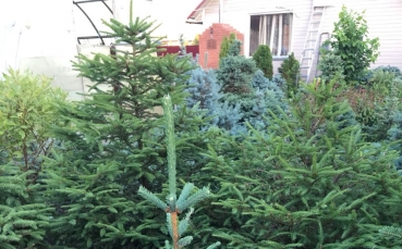 Ель колючая