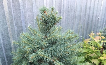 Ель колючая