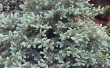 Ель голубая колючая