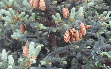 Ель голубая колючая