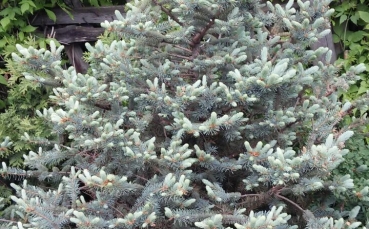 Ель голубая колючая