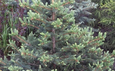 Ель голубая колючая