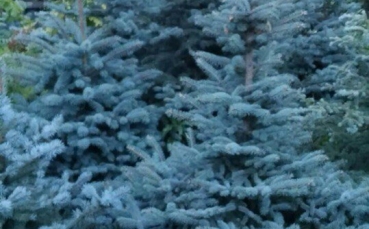 Ель голубая колючая