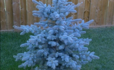 Ель голубая колючая