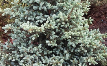 Ель голубая колючая