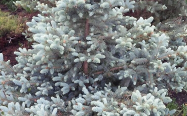 Ель голубая колючая