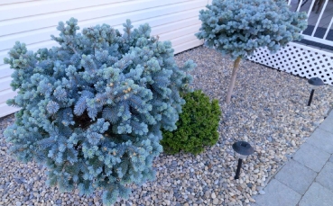 Ель голубая колючая