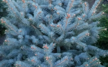 Ель голубая колючая