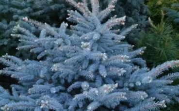 Ель голубая колючая