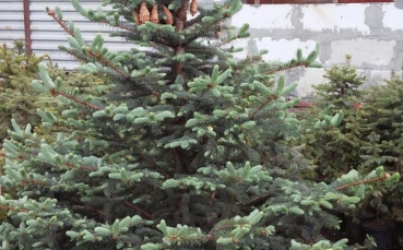 Ель голубая колючая