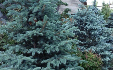 ель голубая колючая