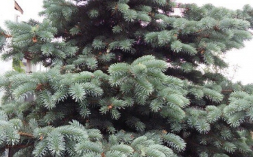 ель голубая колючая