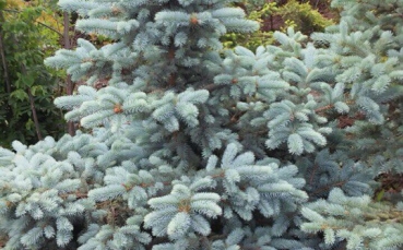 ель голубая колючая