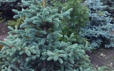 ель голубая колючая