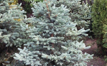 ель голубая колючая