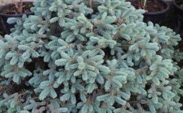 Ель голубая колючая