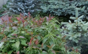 Ель голубая колючая