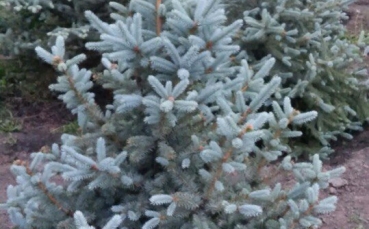 Ель голубая колючая