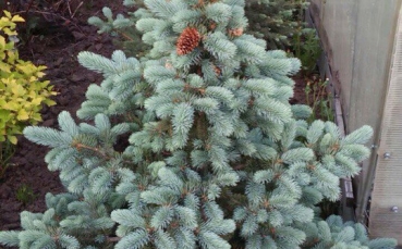 Ель голубая колючая