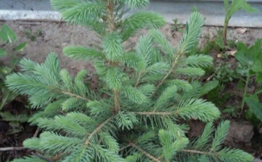 Ель голубая колючая