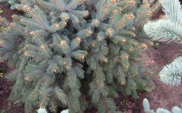 Ель голубая колючая