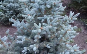 Ель голубая колючая