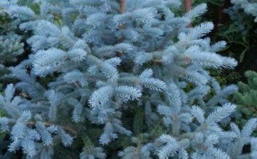 Ель голубая колючая