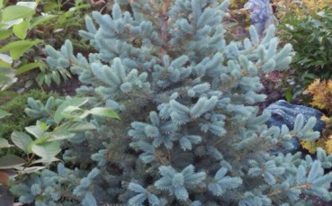 Ель голубая колючая