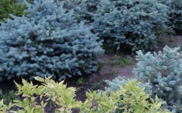 Ель голубая колючая