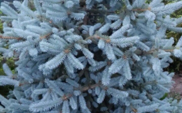 Ель голубая колючая