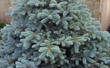 Ель голубая колючая