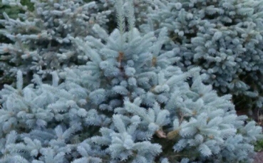 Ель голубая колючая