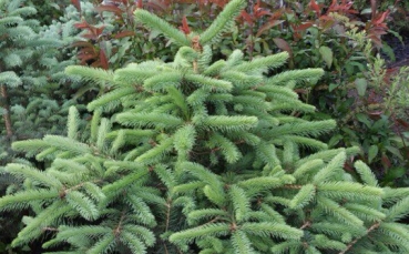 Ель голубая колючая