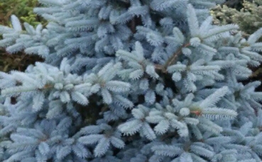 Ель голубая колючая