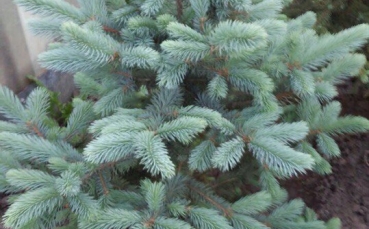 Ель голубая колючая