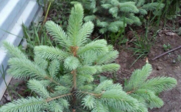 Ель голубая колючая