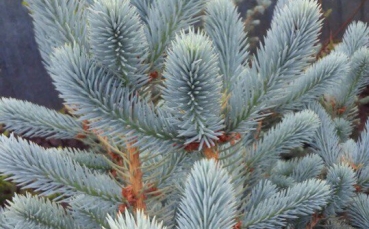 Ель голубая колючая