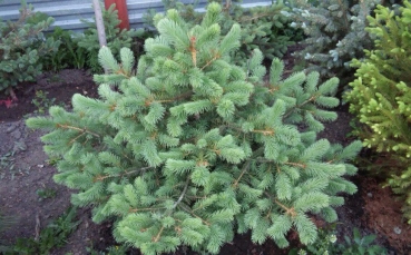 Ель голубая колючая